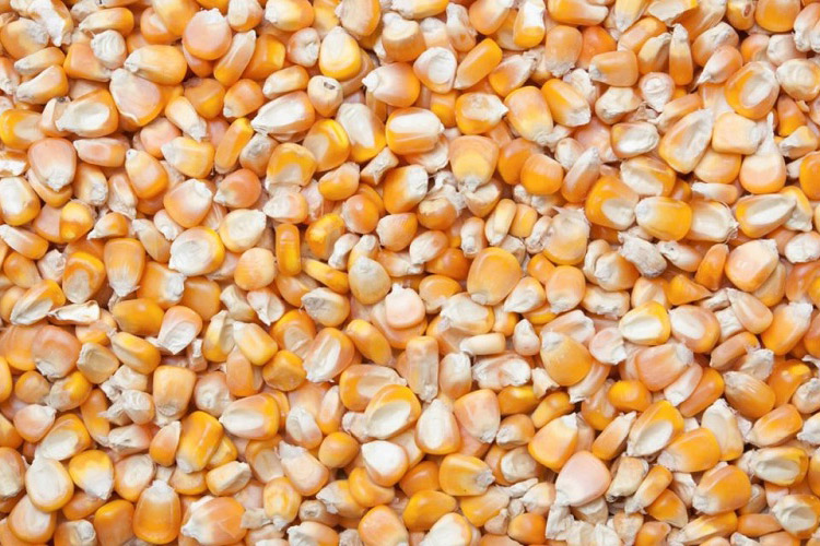 除濕機預防玉米發(fā)霉避免家畜中毒_除濕機廠家_重復