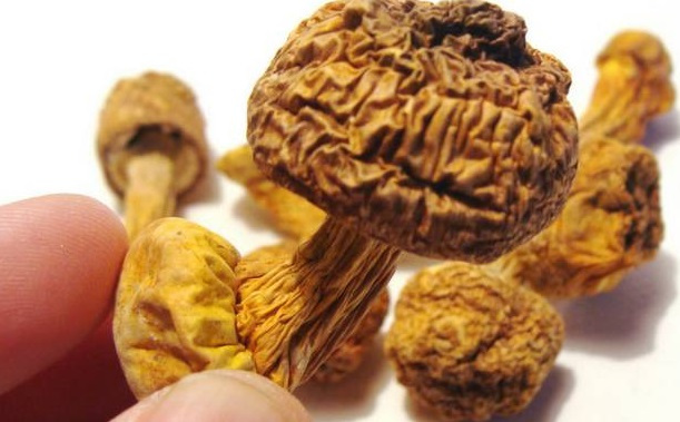 巴西菇、姬松茸烘干機-怎樣烘干色澤好且菇體褶片完整？