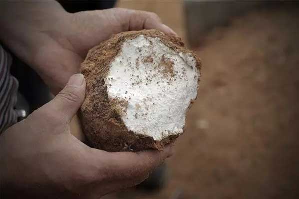 茯苓干燥易碎裂吸濕怎么辦？茯苓烘干機助力企業(yè)規(guī)?；a(chǎn)!